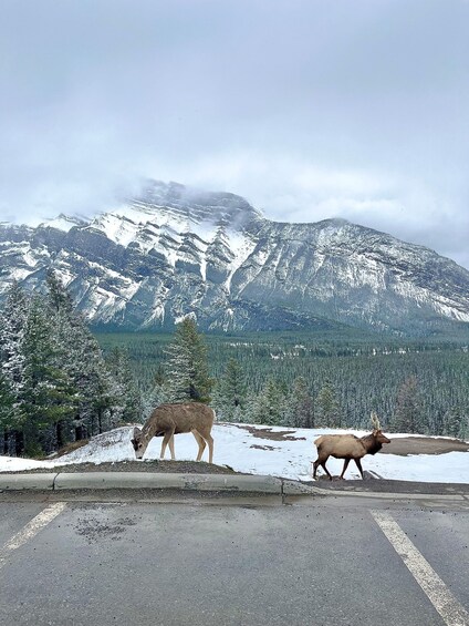 Picture 16 for Activity From Calgary: Banff National Park Premium Day Tour