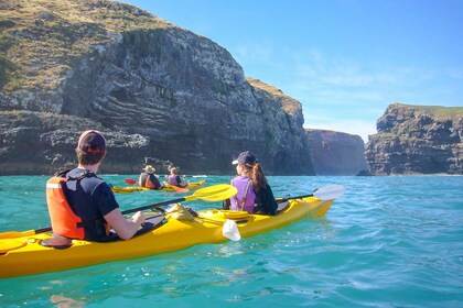 Akaroa: 4WD-Safari und geführte Seekajak-Erfahrung