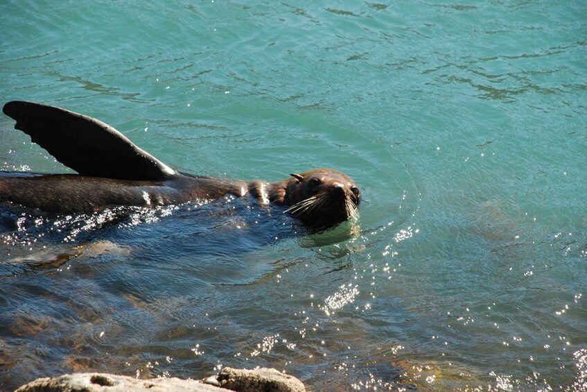 Picture 13 for Activity Akaroa: 4WD Safari and Guided Sea-Kayaking Experience