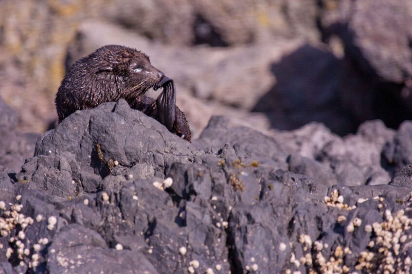 Picture 10 for Activity Akaroa: 4WD Safari and Guided Sea-Kayaking Experience