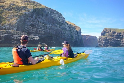 Akaroa: 4x4 Safari and Guided Sea-Kayaking Experience