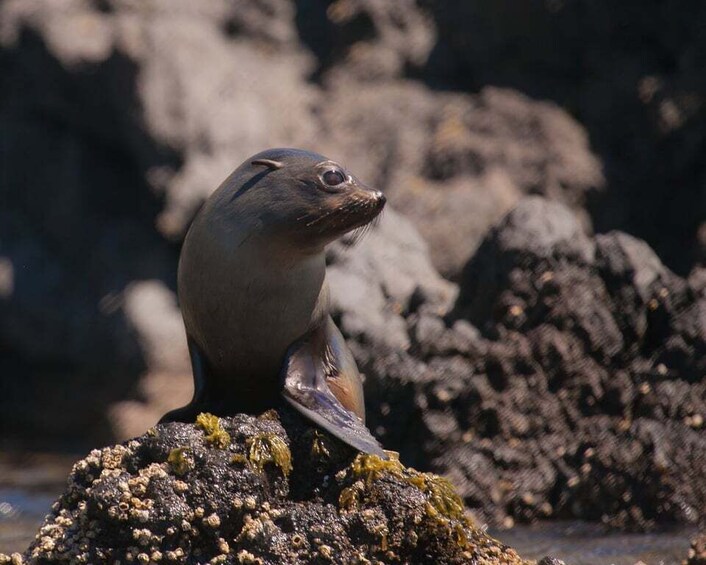 Picture 4 for Activity Akaroa: 4WD Safari and Guided Sea-Kayaking Experience