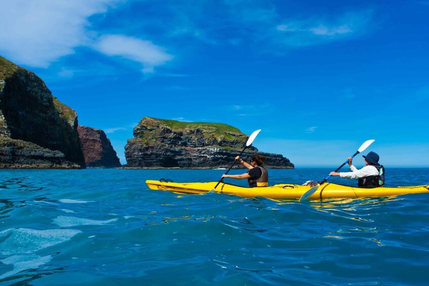 Picture 8 for Activity Akaroa: 4WD Safari and Guided Sea-Kayaking Experience