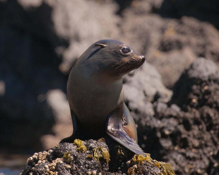 Picture 4 for Activity Akaroa: 4WD Safari and Guided Sea-Kayaking Experience