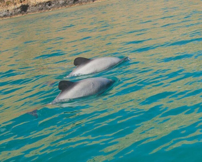 Picture 11 for Activity Akaroa: 4WD Safari and Guided Sea-Kayaking Experience