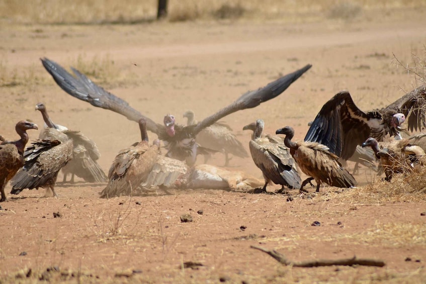 Picture 3 for Activity ''Tarangire Thrive: Wild Wonders Await!'