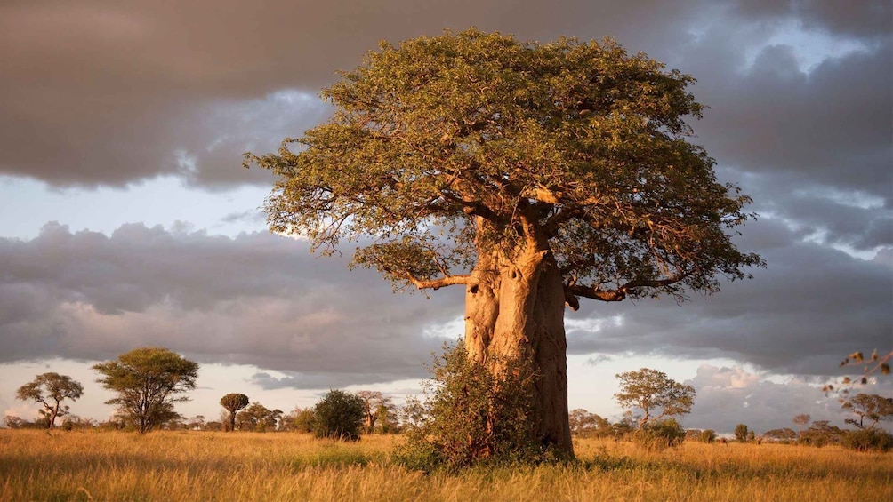 ''Tarangire Thrive: Wild Wonders Await!'