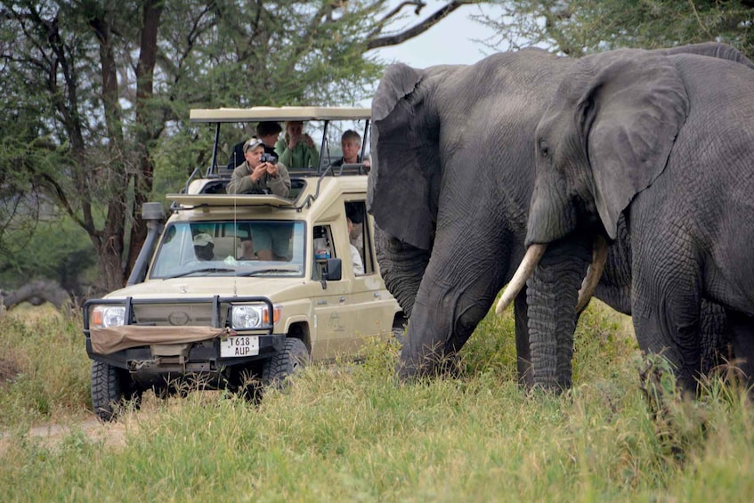 Picture 3 for Activity 8 Days Great Migration Tour – Mara River Crossing