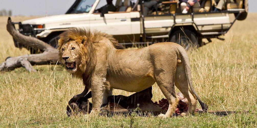 Picture 4 for Activity 8 Days Great Migration Tour – Mara River Crossing