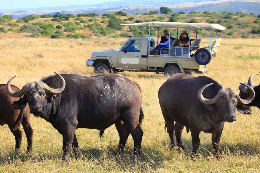 Picture 1 for Activity 8 Days Great Migration Tour – Mara River Crossing