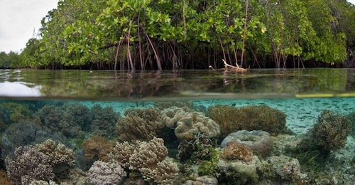 Santo Tomás Excursión de SUP y Snorkel en la Laguna de los Manglares