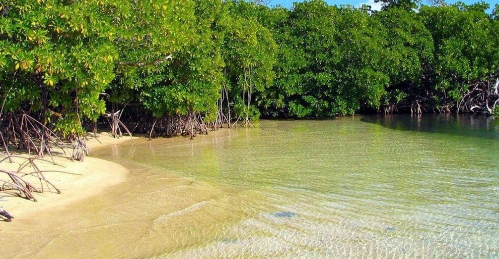 Picture 1 for Activity St. Thomas: Mangrove Lagoon SUP & Snorkel Tour