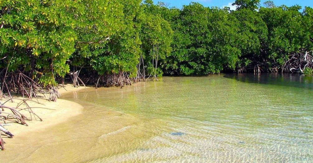 Picture 1 for Activity St. Thomas: Mangrove Lagoon SUP & Snorkel Tour