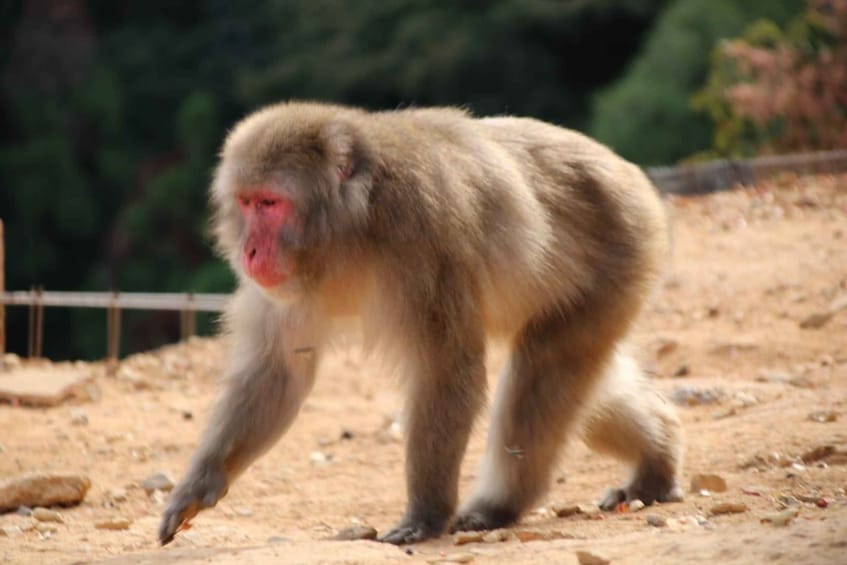 Picture 20 for Activity Kyoto Arashiyama: Bamboo, Monkeys, Temple, and Secrets