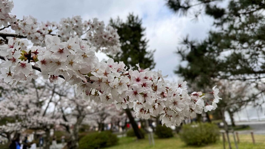 Picture 14 for Activity Kyoto: Arashiyama Bamboo, Monkey Park, Zen Temple & Secrets