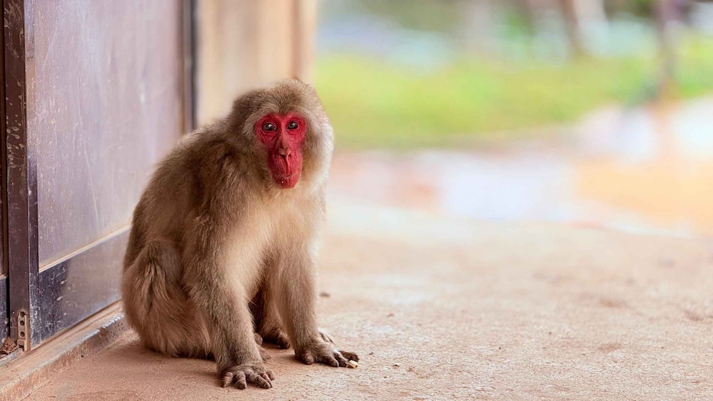 Picture 24 for Activity Kyoto: Arashiyama Walking Tour - Bamboo, Monkeys, Zen & Gems