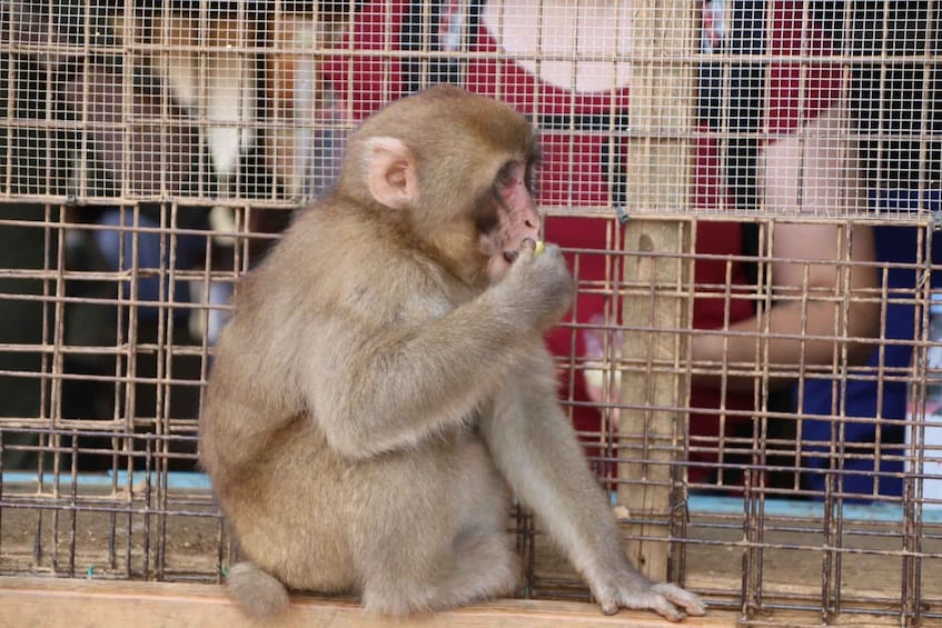 Picture 17 for Activity Kyoto Arashiyama: Bamboo, Monkeys, Temple, and Secrets