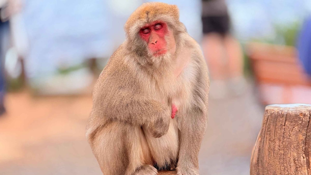 Picture 3 for Activity Kyoto: Arashiyama Walking Tour - Bamboo, Monkeys, Zen & Gems