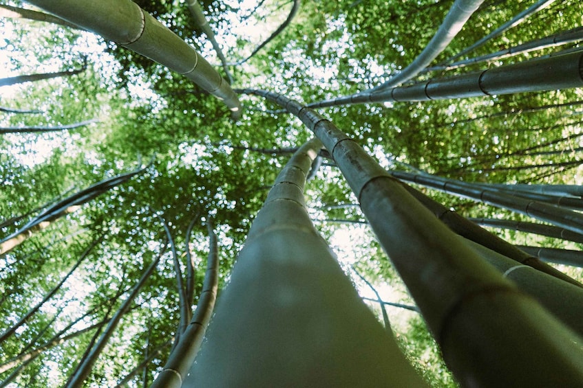 Picture 16 for Activity Kyoto Arashiyama: Bamboo, Monkeys, Temple, and Secrets