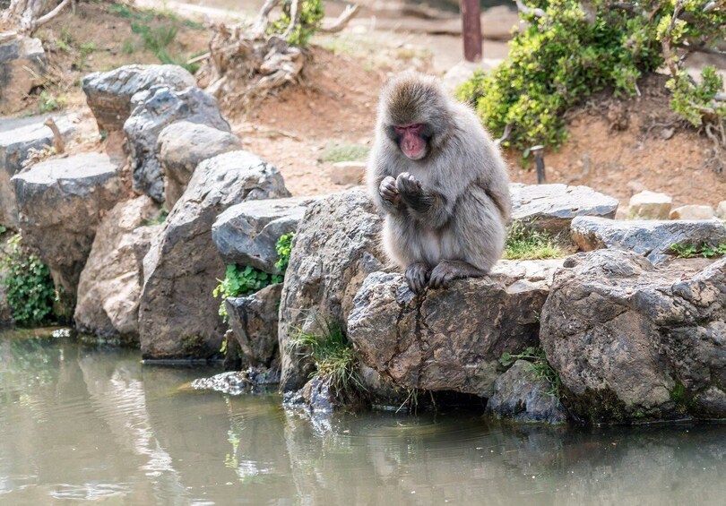 Picture 10 for Activity Kyoto: Arashiyama Bamboo, Monkey Park, Zen Temple & Secrets