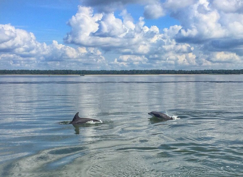 Picture 6 for Activity Hilton Head Island: Private Dolphin Watching Boat Tour