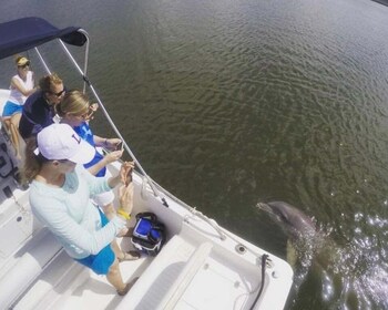 Hilton Head Island : Bateau privé d'observation des dauphins excursion