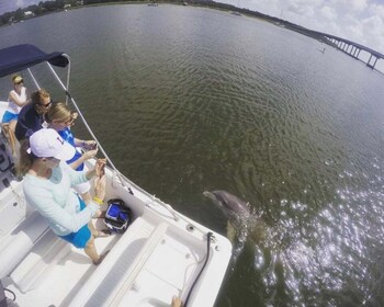 Isla Hilton Head: recorrido privado en barco para observar delfines