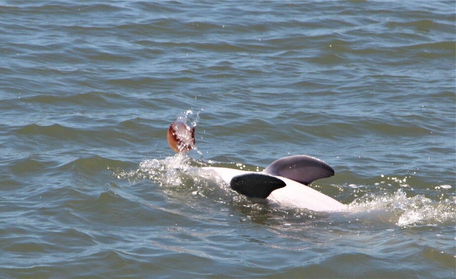 Picture 4 for Activity Hilton Head Island: Private Dolphin Watching Boat Tour