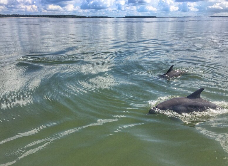 Picture 1 for Activity Hilton Head Island: Private Dolphin Watching Boat Tour