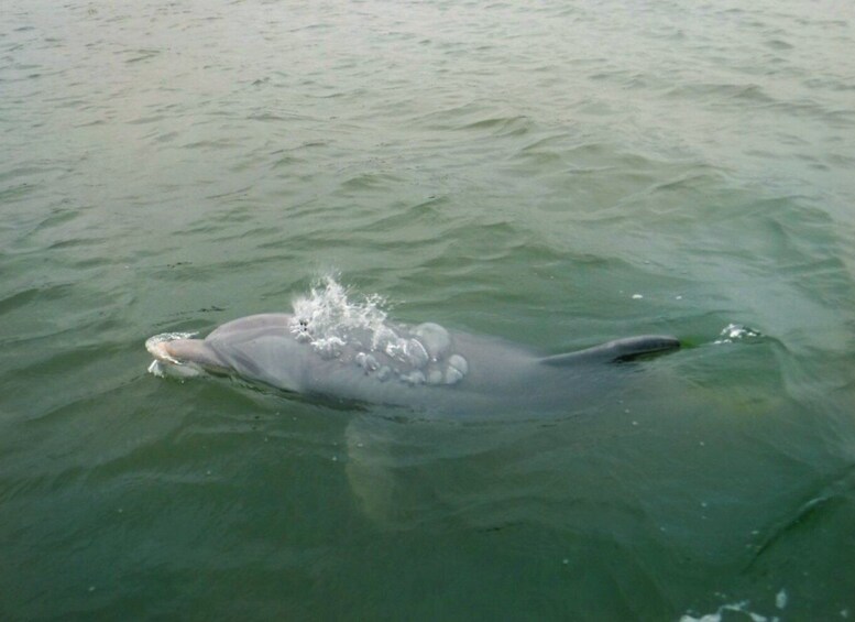 Picture 3 for Activity Hilton Head Island: Private Dolphin Watching Boat Tour