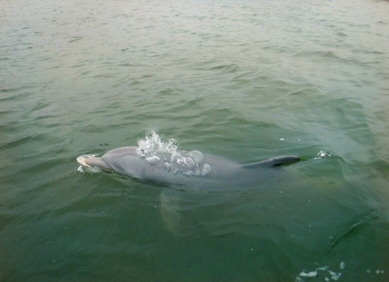 Picture 3 for Activity Hilton Head Island: Private Dolphin Watching Boat Tour