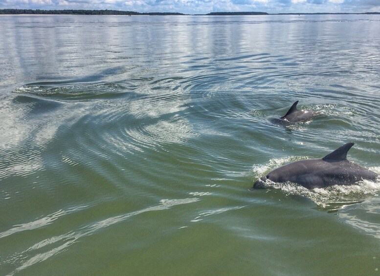 Picture 1 for Activity Hilton Head Island: Private Dolphin Watching Boat Tour