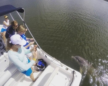 Hilton Head Island: Private Dolphin Watching Boat Tour