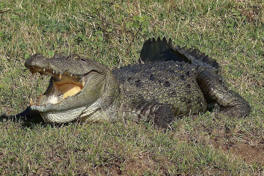 Picture 9 for Activity From Negombo: Yala National Park Leopard Safari Day Trip