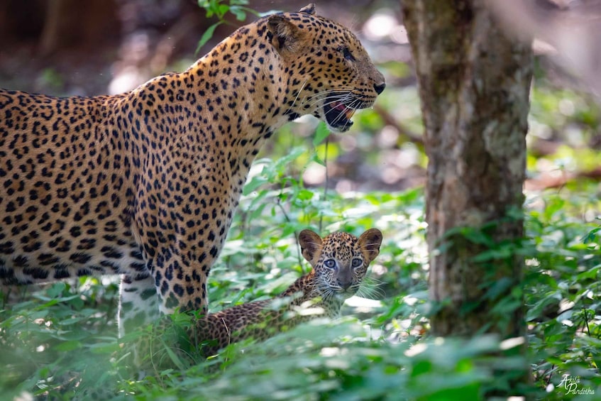 Picture 8 for Activity From Negombo: Yala National Park Leopard Safari Day Trip