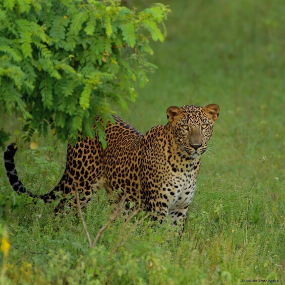 Picture 10 for Activity From Negombo: Yala National Park Leopard Safari Day Trip