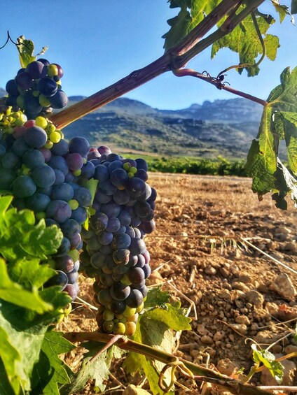 Picture 8 for Activity Guided tour of Bodegas J.F. Iradier, Rioja Alavesa