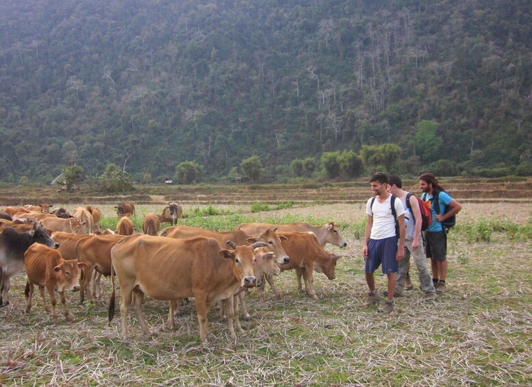 Picture 3 for Activity Vang Vieng: Jungle & Caves Full-Day Private Trekking Tour