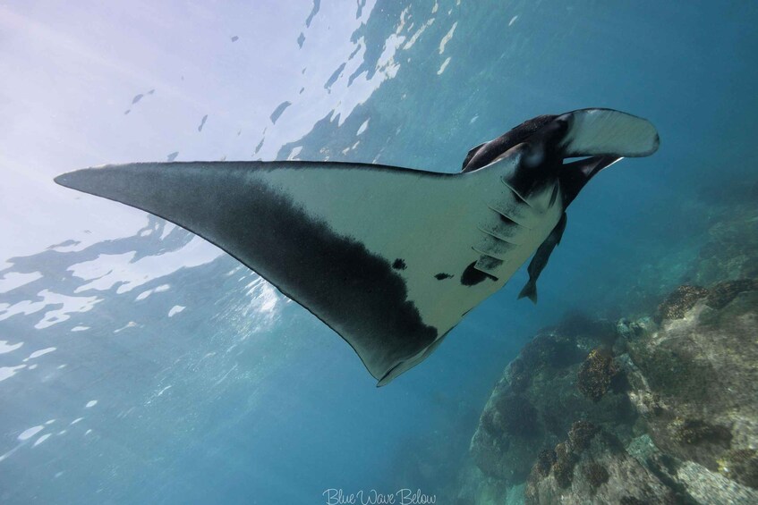 La Ventana: Manta Ray Dive at La Reina