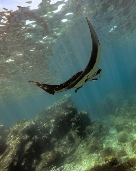 Picture 5 for Activity La Ventana: Manta Ray Dive at La Reina