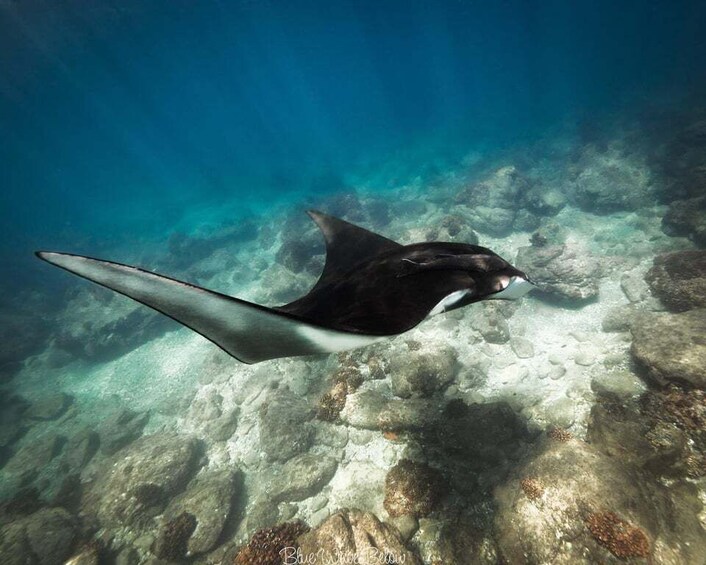 Picture 4 for Activity La Ventana: Manta Ray Dive at La Reina