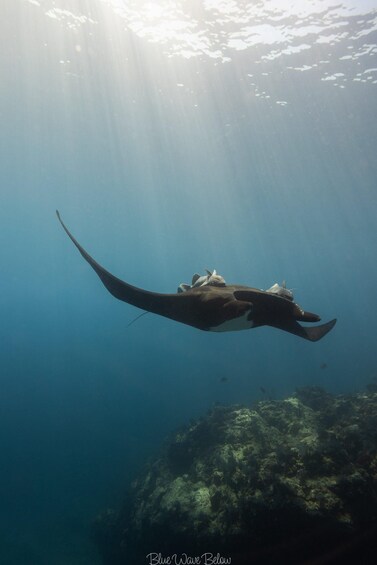 Picture 3 for Activity La Ventana: Manta Ray Dive at La Reina