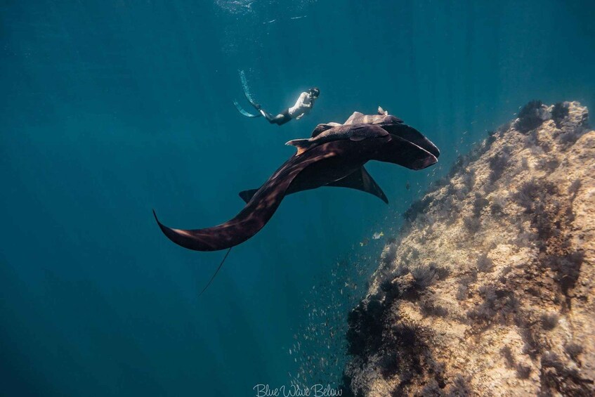 Picture 2 for Activity La Ventana: Manta Ray Dive at La Reina