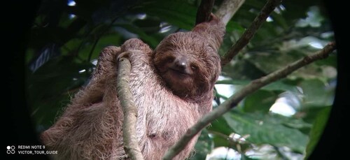 sloth observation and nature walk