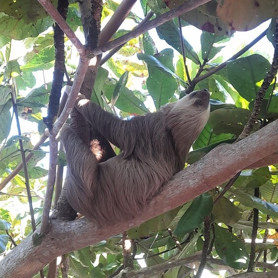 Picture 5 for Activity sloth observation and nature walk