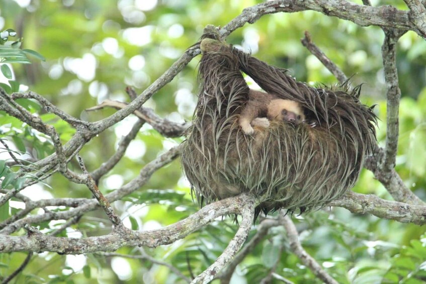 Picture 4 for Activity sloth observation and nature walk