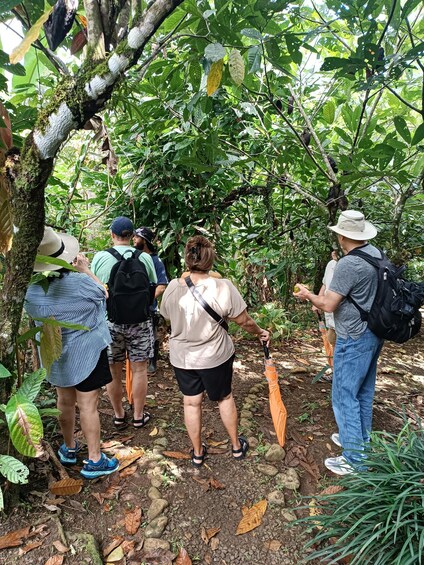 Picture 8 for Activity sloth observation and nature walk