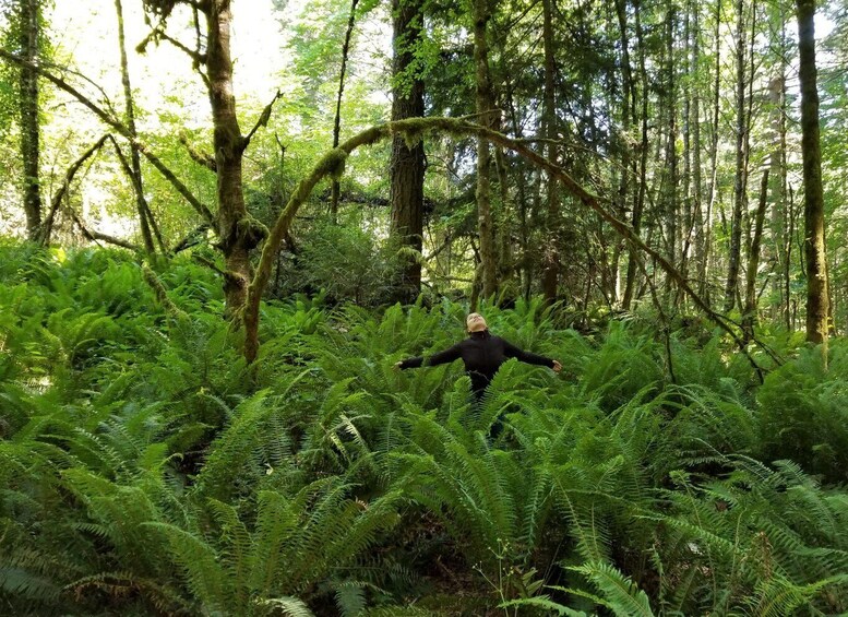 Mystical Rainforest Tour - Forest Magick