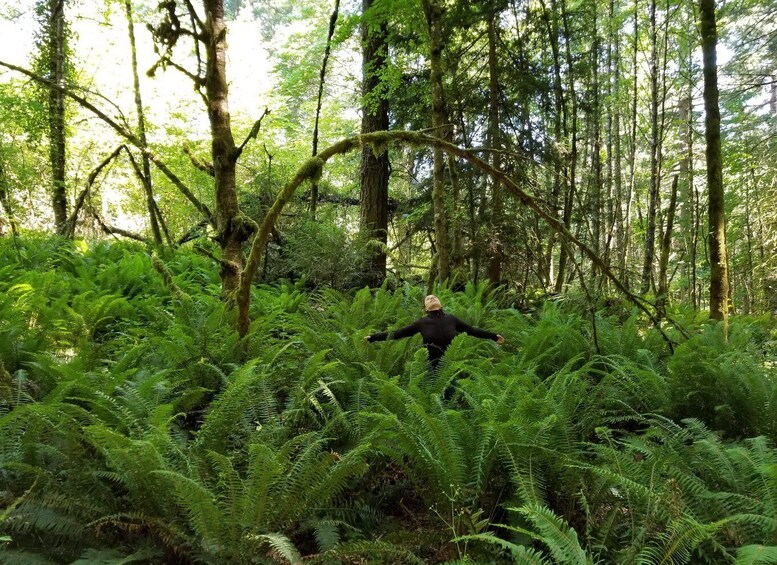 Mystical Rainforest Tour - Forest Magick