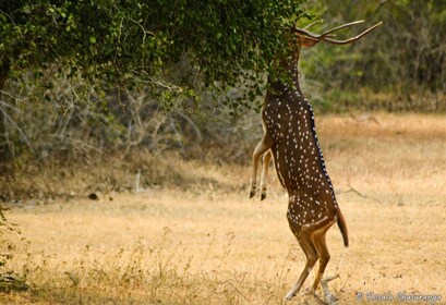 Från Colombo: Yala National Park Safari Tour